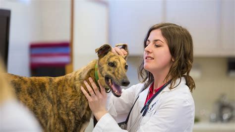 How Environmental Engineering Innovations are Improving Veterinary Medical Technology and Pet Healthcare