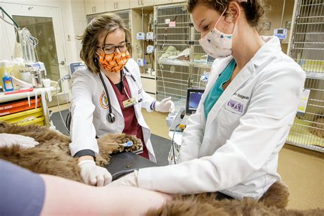 Achieving Health Equity in Veterinary Patient Care: Best Practices for Compassionate and Innovative Pet Wellness