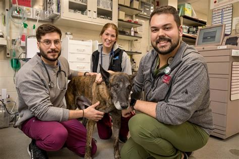 Achieving Health Equity in Veterinary Patient Care: Best Practices for Compassionate and Innovative Pet Wellness