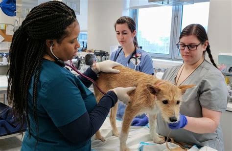 Achieving Health Equity in Veterinary Patient Care: Best Practices for Compassionate and Innovative Pet Wellness