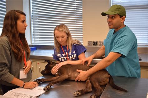 Achieving Health Equity in Veterinary Patient Care: Best Practices for Compassionate and Innovative Pet Wellness