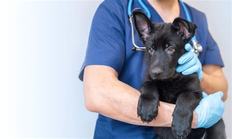 Top Veterinarians Share Their Expert Tips on Enhancing Pet Care and Patient Experience