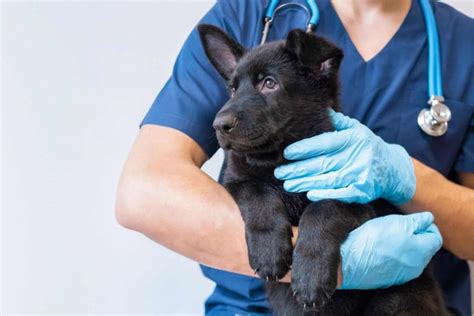 Top Veterinarians Share Their Expert Tips on Enhancing Pet Care and Patient Experience