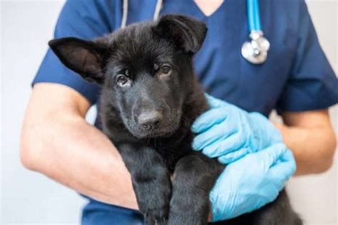 Top Veterinarians Share Their Expert Tips on Enhancing Pet Care and Patient Experience