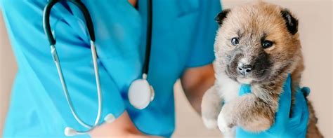 Top Veterinarians Share Their Expert Tips on Enhancing Pet Care and Patient Experience