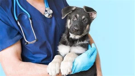 Top Veterinarians Share Their Expert Tips on Enhancing Pet Care and Patient Experience