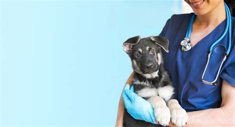 Top Veterinarians Share Their Expert Tips on Enhancing Pet Care and Patient Experience