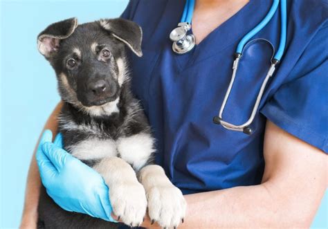 Top Veterinarians Share Their Expert Tips on Enhancing Pet Care and Patient Experience