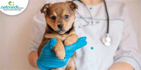 Top Veterinarians Share Their Expert Tips on Enhancing Pet Care and Patient Experience