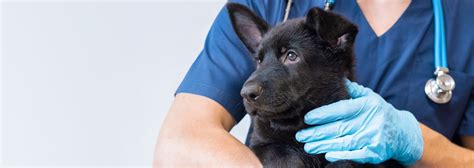 Top Veterinarians Share Their Expert Tips on Enhancing Pet Care and Patient Experience