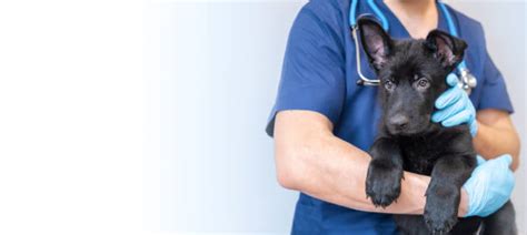 Top Veterinarians Share Their Expert Tips on Enhancing Pet Care and Patient Experience