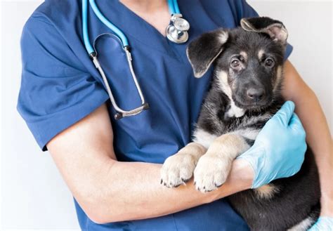 Top Veterinarians Share Their Expert Tips on Enhancing Pet Care and Patient Experience