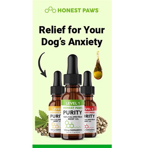 Comprehensive Guide to Arnica Tablets for Pets: Natural Pain Relief, Healing Benefits, and Safe Usage Tips for Furry Companions